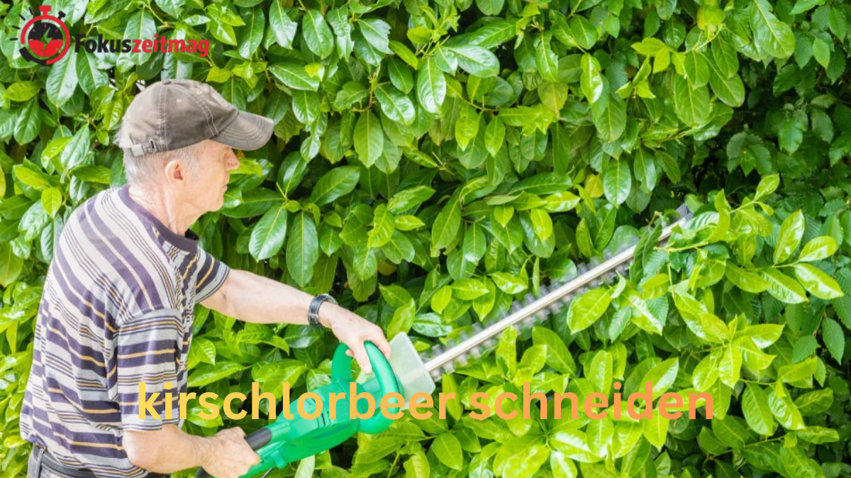 botschafter kirschlorbeer schneiden