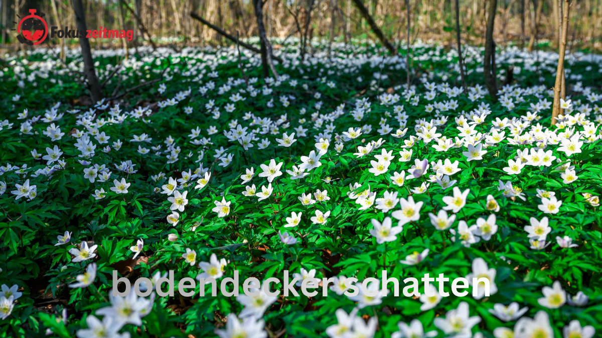nft bodendecker schatten
