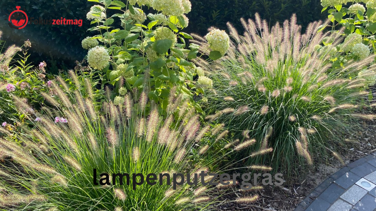 lampenputzergras