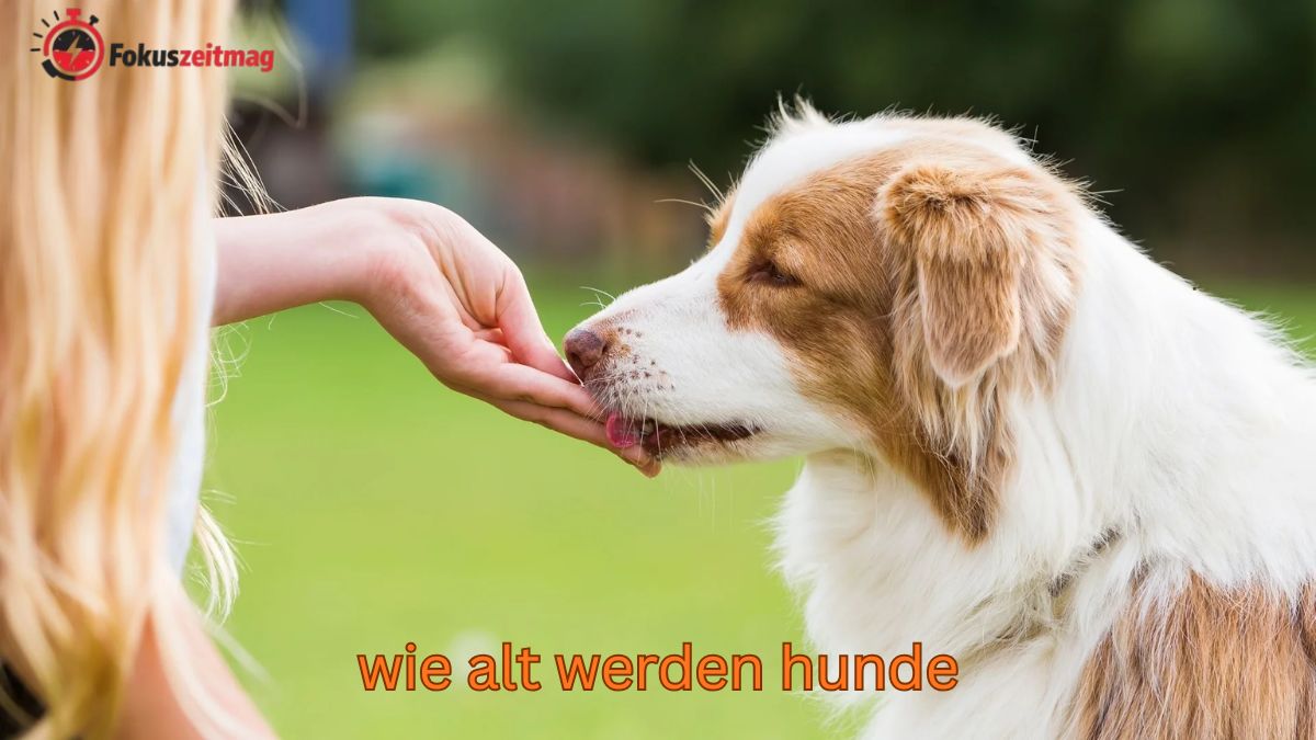 Wie alt werden Hunde? Durchschnitt, Menschenjahre & Tipps