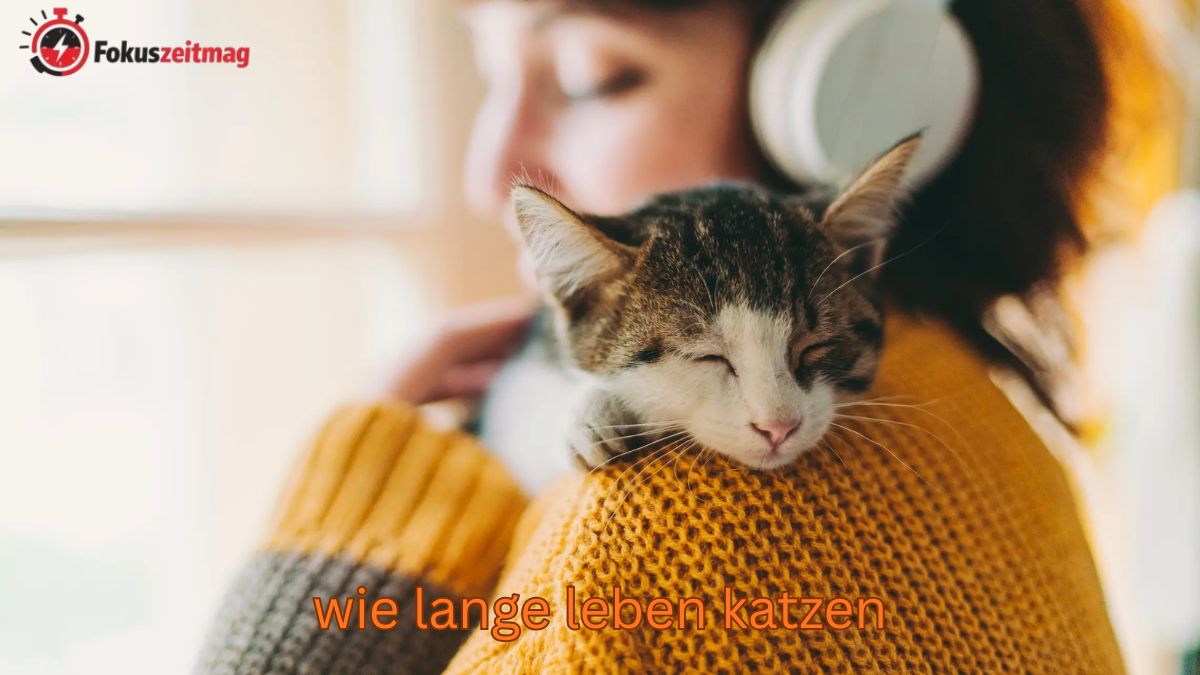 Wie lange leben Katzen wirklich? (Realistische Lebenserwartung erklärt)